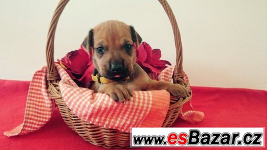 Štěňata Rhodéského Ridgebacka Štěňata Rhodéského Ridgebacka