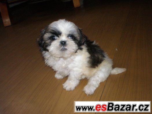 Shih-tzu