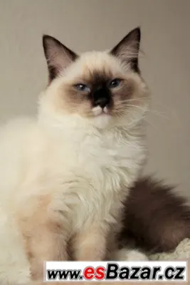 Ragdoll s PP
