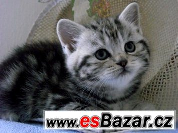Britská koťátka bez PP ,v atraktivním zbarvení Whiskas,