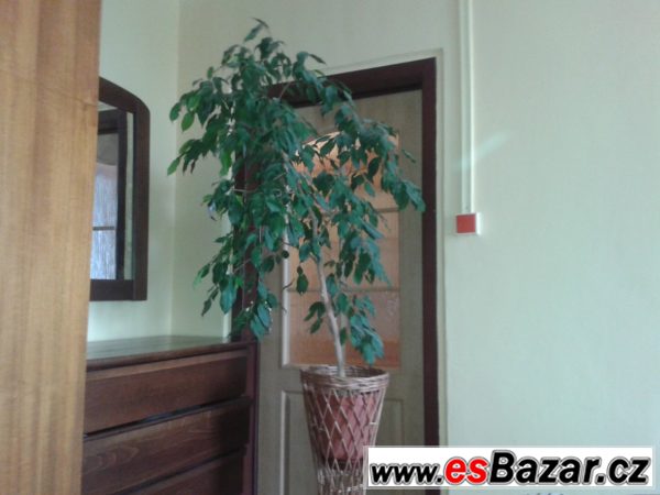 ficus-benjamina