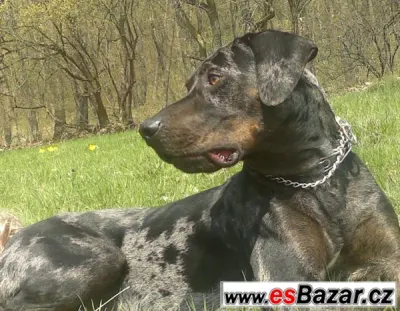 Daruji - louisianský leopardí pes