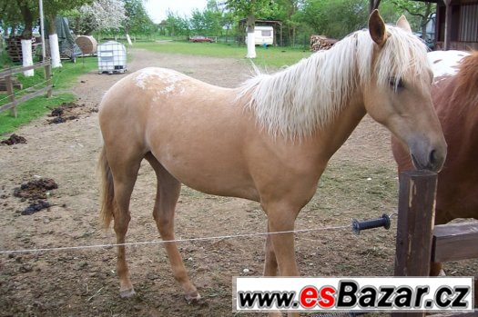 ROČNÍ KLISNA APALOOSA -  zabarvení : palomino