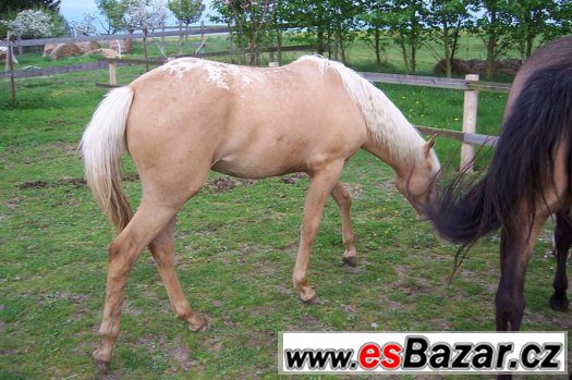 ROČNÍ KLISNA APALOOSA -  zabarvení : palomino