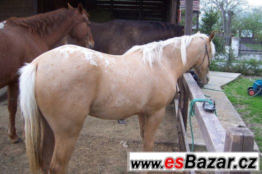 ROČNÍ KLISNA APALOOSA -  zabarvení : palomino