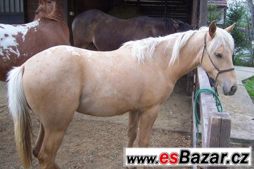 ROČNÍ KLISNA APALOOSA -  zabarvení : palomino