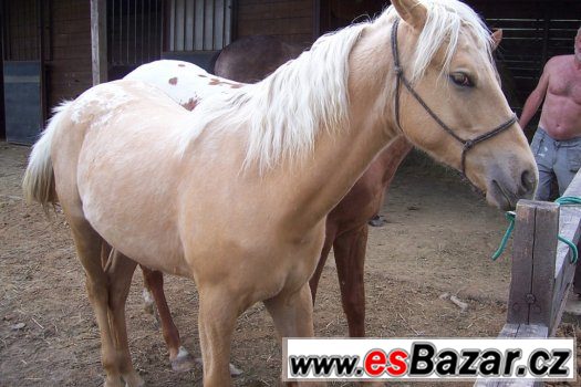 ROČNÍ KLISNA APALOOSA -  zabarvení : palomino