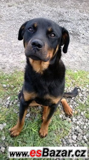 Prodám mladého Rottweilera