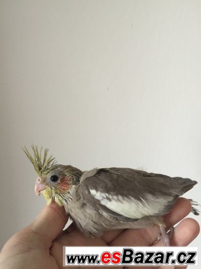 papousci-mladata-korely