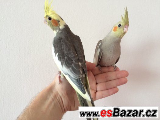 Papoušci: Mláďata korely