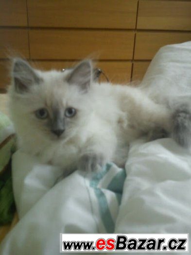 Něvská maškaráda - nejmilejší koťátka na světě :-)