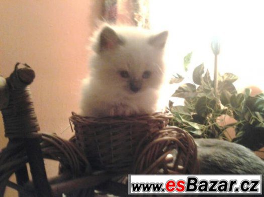 Něvská maškaráda - nejmilejší koťátka na světě :-)
