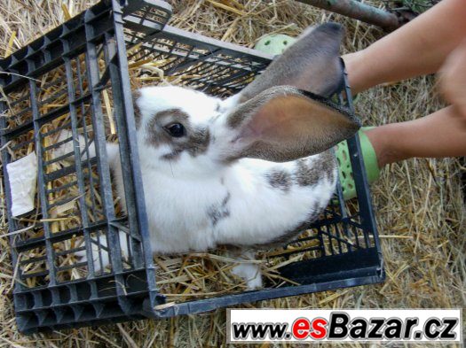 Prodej králíků