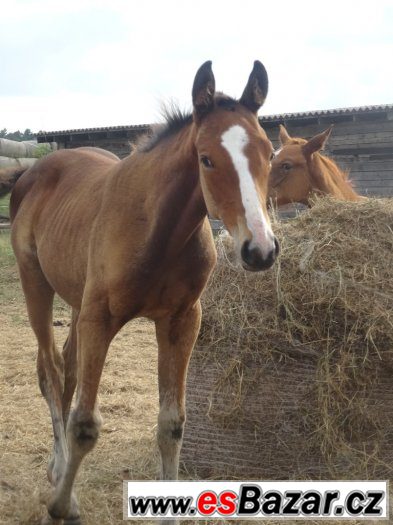 Paint Horse