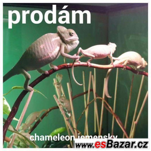 Chameleon jemenský poslednich 6 prcku