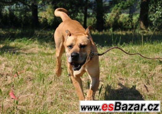 Darujeme nalezeného křížence tosa inu Darujeme nalezeného křížence tosa inu