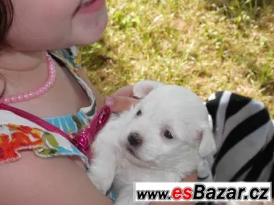 Prodám štěňátka  mini maltézáčka bez PP