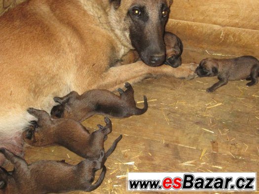 Belgický ovčák malinois