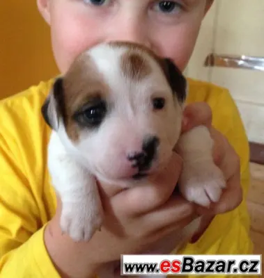 jack russel teriér