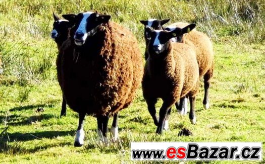 ovce-jehnata-100-zwartbles