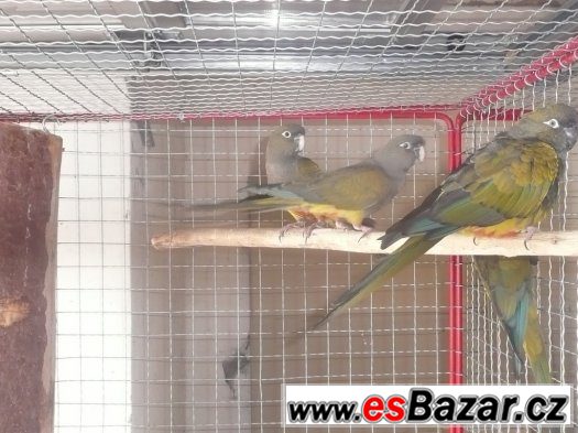 Papoušek  patagonský