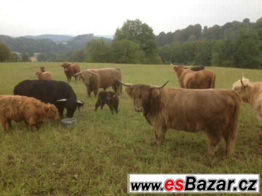 highland-cattle-skotsky-nahorni-skot-prodam-telata