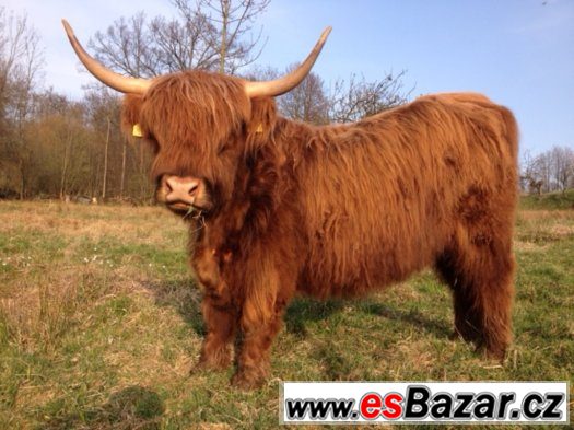 Highland cattle Skotský náhorní skot prodám telata