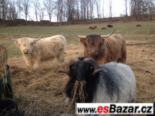 Highland cattle Skotský náhorní skot prodám telata