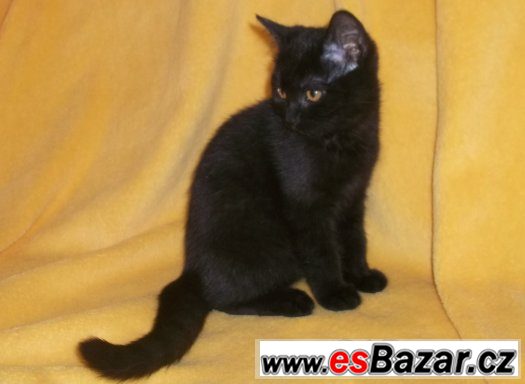 Britská koťata s PP černá, kouřová