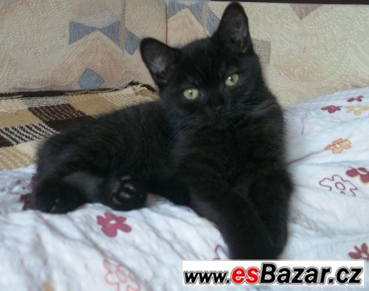 Britská koťata s PP černá, kouřová