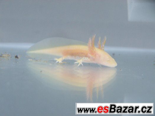 AXOLOTL MEXICKÝ PEON 130 kč / kus, POSLEDNÍCH 9