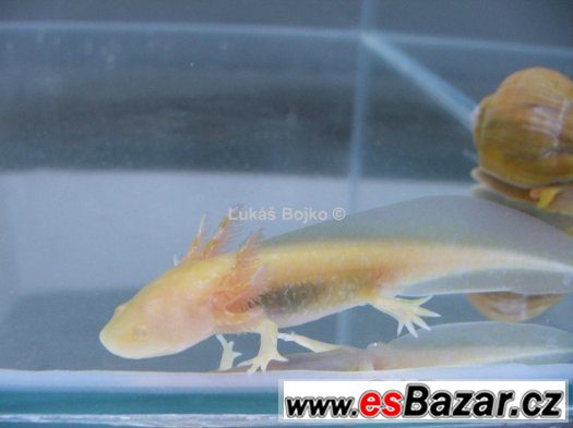 axolotl-mexicky-zbarveni-peon-green-od-50-kc