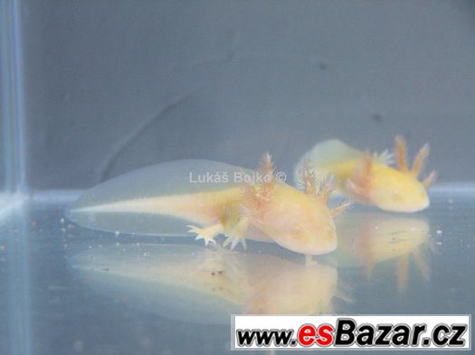 AXOLOTL MEXICKÝ ZBARVENÍ PEON. GREEN od 50 kč AXOLOTL MEXICKÝ ZBARVENÍ PEON. GREEN od 50 kč