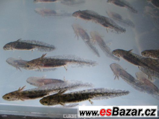 AXOLOTL MEXICKÝ ZBARVENÍ PEON. GREEN od 50 kč AXOLOTL MEXICKÝ ZBARVENÍ PEON. GREEN od 50 kč