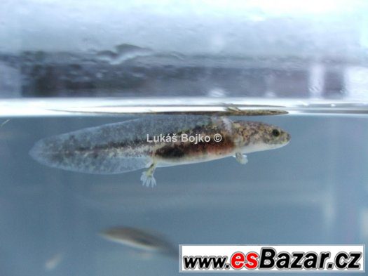 AXOLOTL MEXICKÝ ZBARVENÍ PEON. GREEN od 50 kč