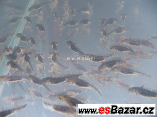 AXOLOTL MEXICKÝ ZBARVENÍ PEON. GREEN od 50 kč AXOLOTL MEXICKÝ ZBARVENÍ PEON. GREEN od 50 kč