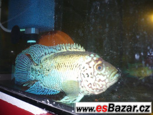 Electric Blue Jack Dempsey