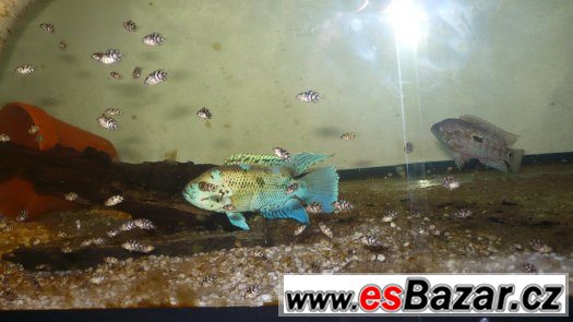 Electric Blue Jack Dempsey