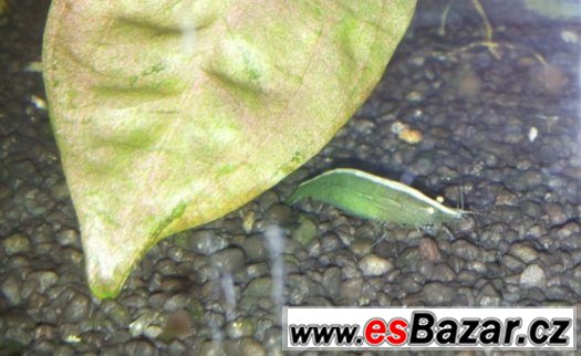 Caridina babaulti green