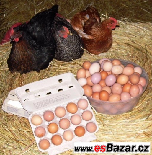 cerstva-vejce
