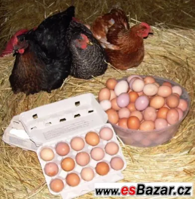 čerstvá vejce