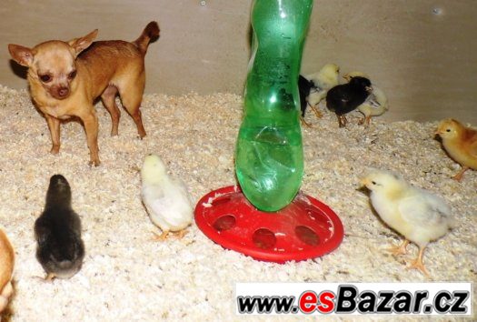 jednodenní kuřata nosnic k prodeji 31.08.2015