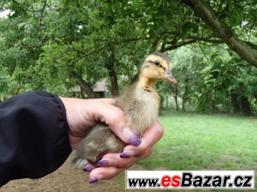 INDICKÝ BĚŽEC, KACHNY 4 MĚSÍCE, slimákožrout