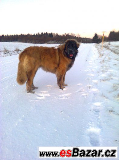 leonberger-s-pp-ke-kryti