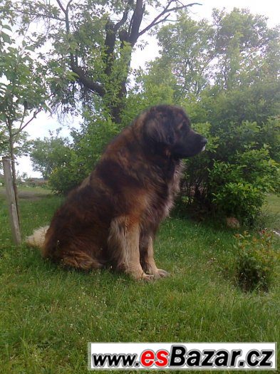 Leonberger s PP ke krytí Leonberger s PP ke krytí