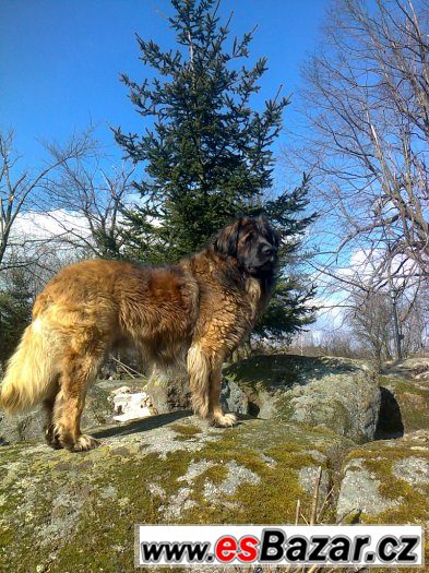 Leonberger s PP ke krytí Leonberger s PP ke krytí