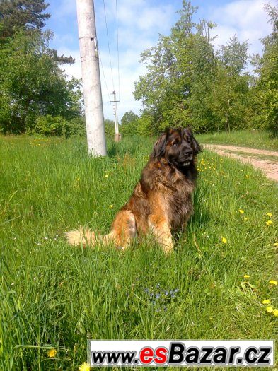 Leonberger s PP ke krytí