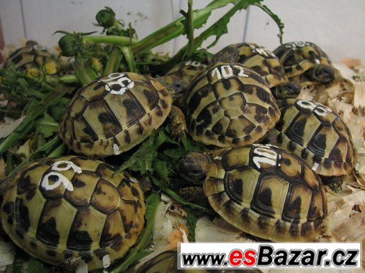 Suchozemská želva - super dárek nejen pro děti