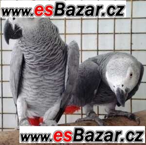 Africké šedé papoušci pro prodej