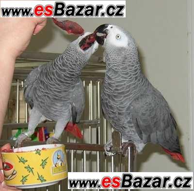 Africké šedé papoušci pro prodej